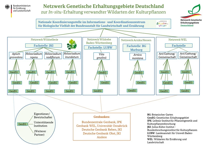 Grafik: Wie ist das Netzwerk Genetische Erhaltungsvielfalt in Deutschland organisiert? Organigramm
