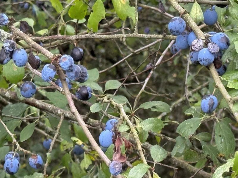 Schlehenbeeren.