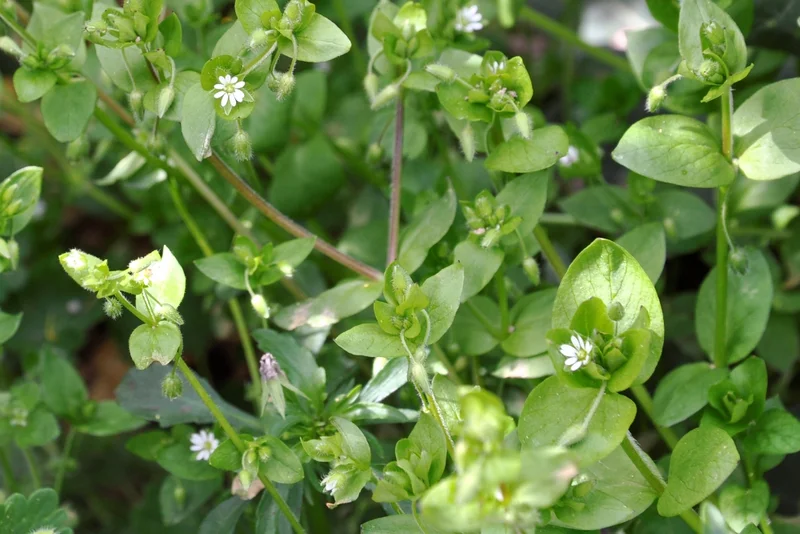 Vogelmiere (Stellaria media), Vogel-Sternmiere