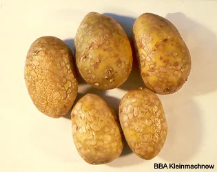Silberschorf an Kartoffelknolle