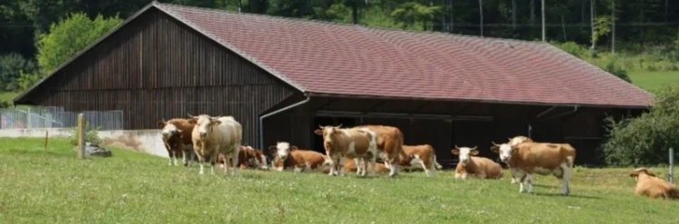 Kühe auf der Weide.