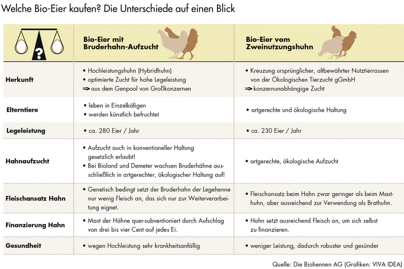 Tabelle: Unterschiede Bruderhahn und Zweinutzungshühnern. Klick führt zu Großansicht im neuen Fenster.