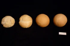 Besser Backen mit weniger Eiweiß – ein Weg zu mehr Qualitäts-Öko-Winterweizen aus Niedersachsen