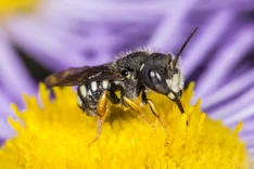 Östliche Zwergwollbiene (Pseudoanthidium nanum, MOSCÁRY, 1879)