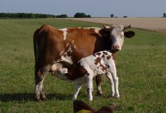Sonnengut Gerster