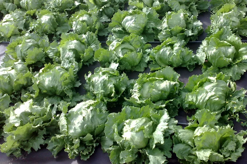 Eisbergsalat, Foto: Leibniz Universität Hannover