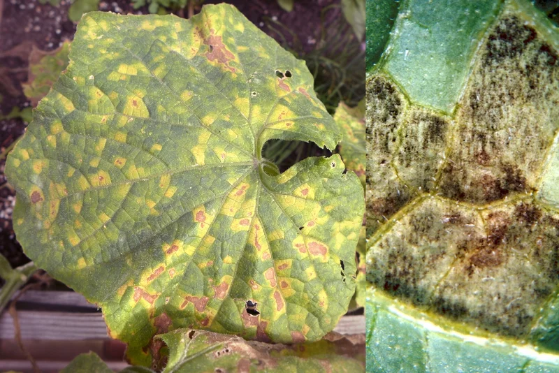 Gurken Mehltau (Pseudoperonospora cubensis)