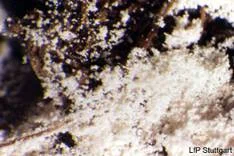 Beauveria brongniartii
