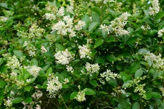 Die Pflanze des Monats Februar 2025: Gewöhnlicher Liguster (Ligustrum vulgare)