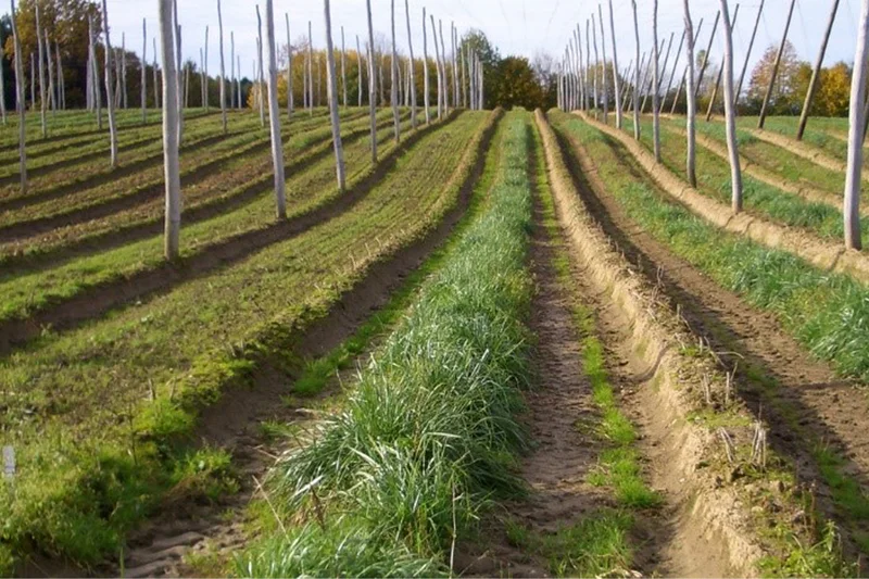 Etablierung von Raubmilben in der Hopfenbaupraxis