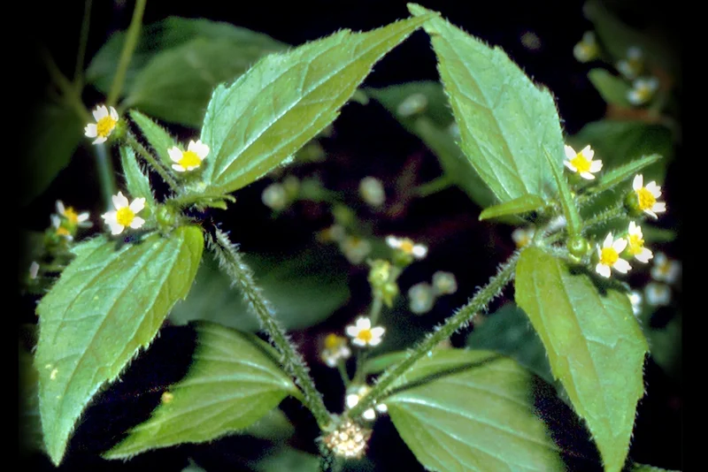 Behaartes Franzosenkraut (Galinsoga ciliata), Knopfkraut