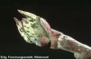 Apfelgrasläuse