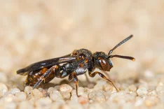 Getrennte Wespenbiene (Nomada distinguenda MORAWITZ, 1873)