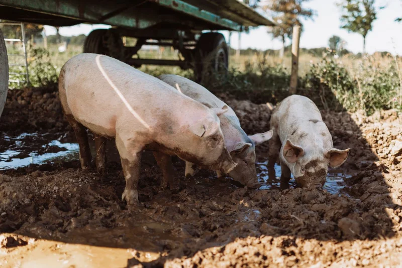 Schweine