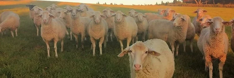 Schafe auf der Weide