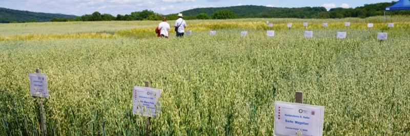 Demoparzellen auf einem Feld