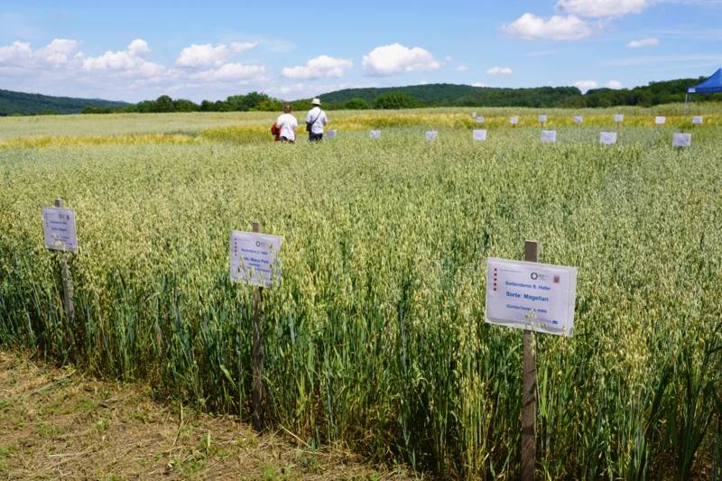 Demoparzellen auf einem Feld