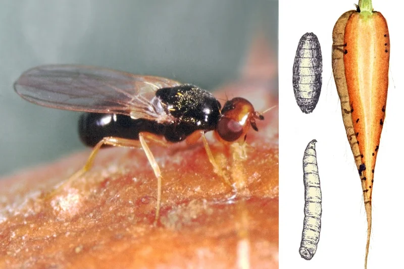 Möhrenfliege (Psila rosae)