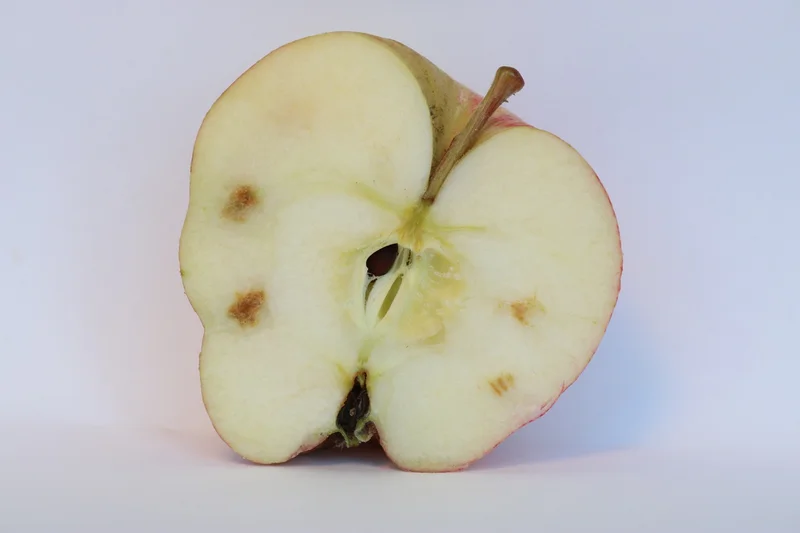 Saugschäden an Apfel: Deformation und braune Verkorkung. Klick führt zu Großansicht im neuen Fenster.