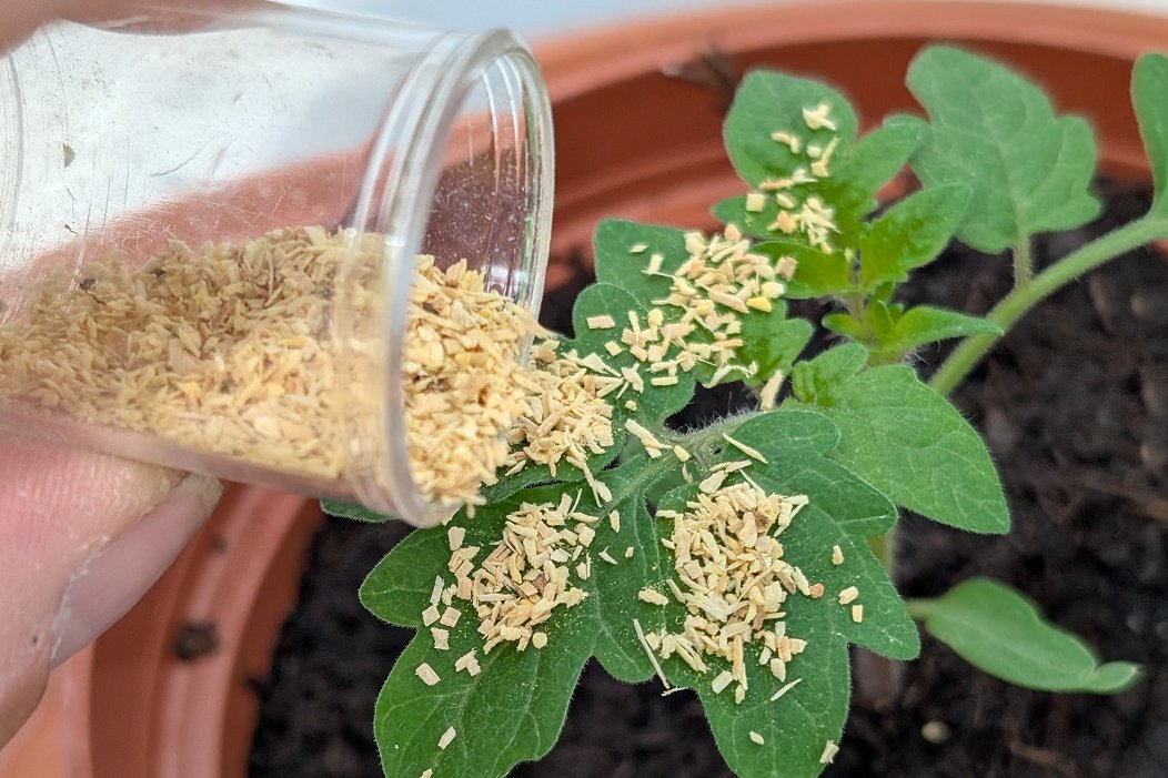 Ausbringen von Streuware auf Jungpflanze. Klick führt zu Großansicht im neuen Fenster.