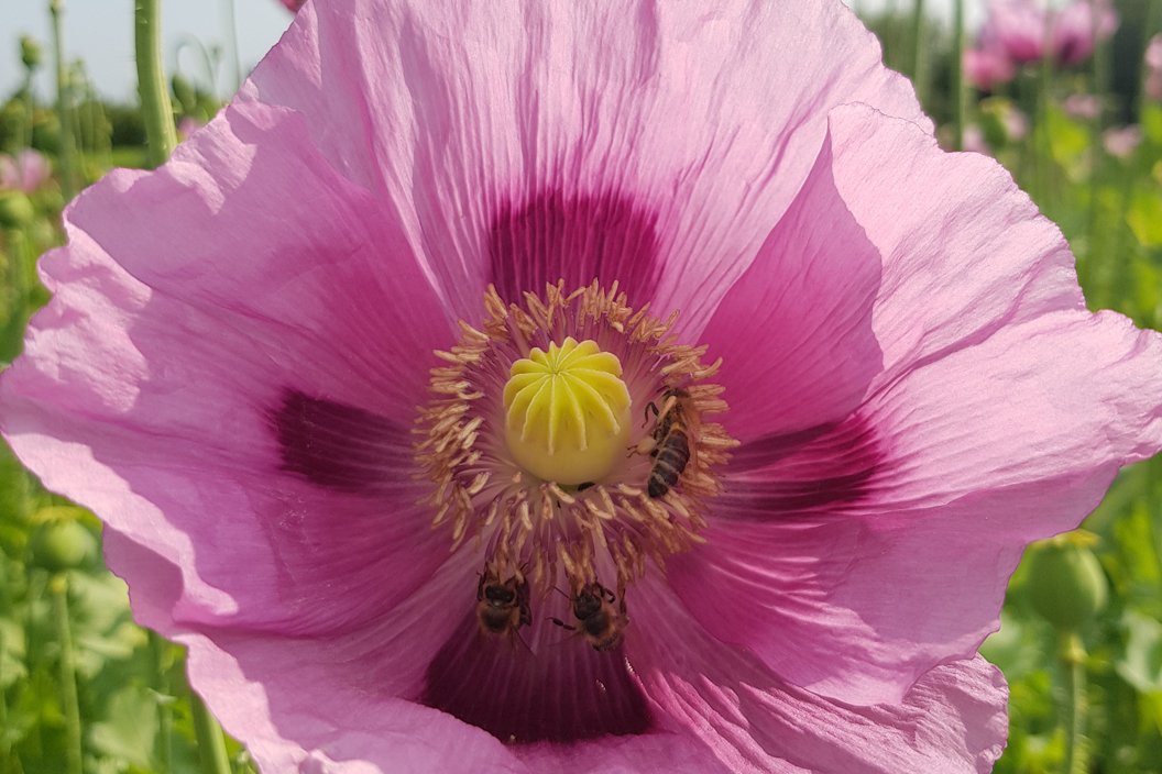 Blühender Mohn. Klick führt zu Großansicht.