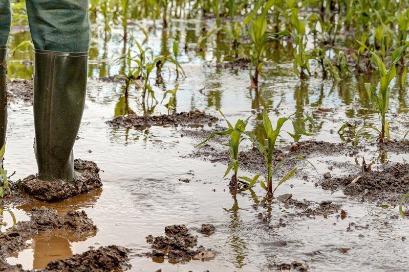Füße in Gummistiefeln stehen in einem überfluteten Maisfeld.