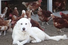 Haaf Biohof: Wenn Hunde Hennen hüten