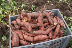 Süßkartoffeln anbauen: Für wen lohnt sich der Einstieg?