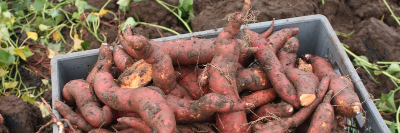 Süßkartoffeln in einer grauen Kiste auf dem Feld.