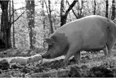 Schwein im Wald.