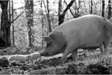 Schwein im Wald.