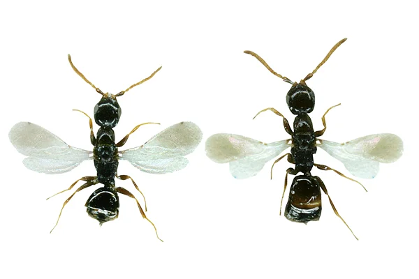 Cephalomomia tarsalis. Klick führt zu Großansicht im neuen Fenster.