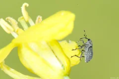 Kohlschotenrüssler auf Blüte