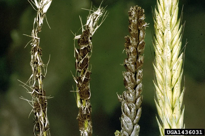 Weizenflugbrand (Ustilago tritici)