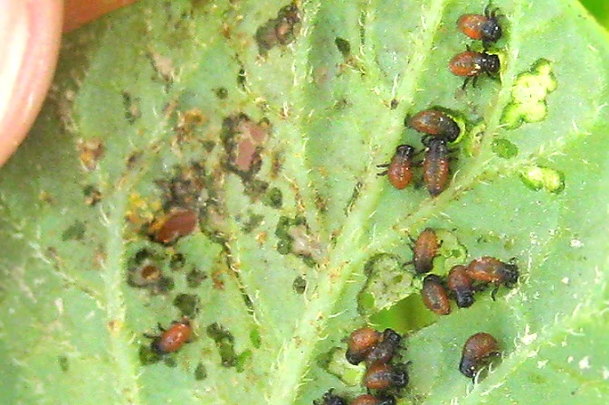 Junglarven des Kartoffelkäfers frisch geschlüpft. 