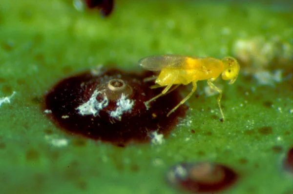 Aphytis melinus (Schlupfwespenart)