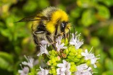 Grubenhummel (Bombus subterraneus LINNAEUS, 1758 )