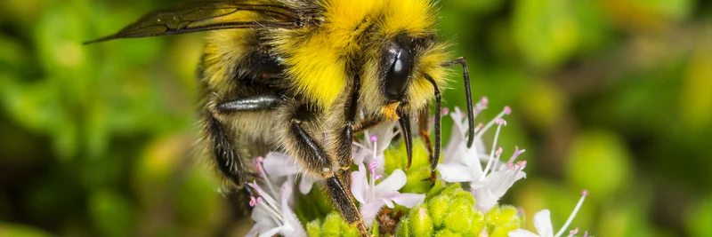 Grubenhummel.