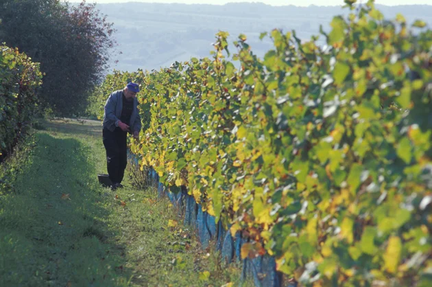 Weinbau mit Landwirt