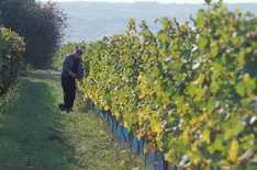 Aufbau regionaler Wertschöpfungsketten für probiotischen Bio-Wein