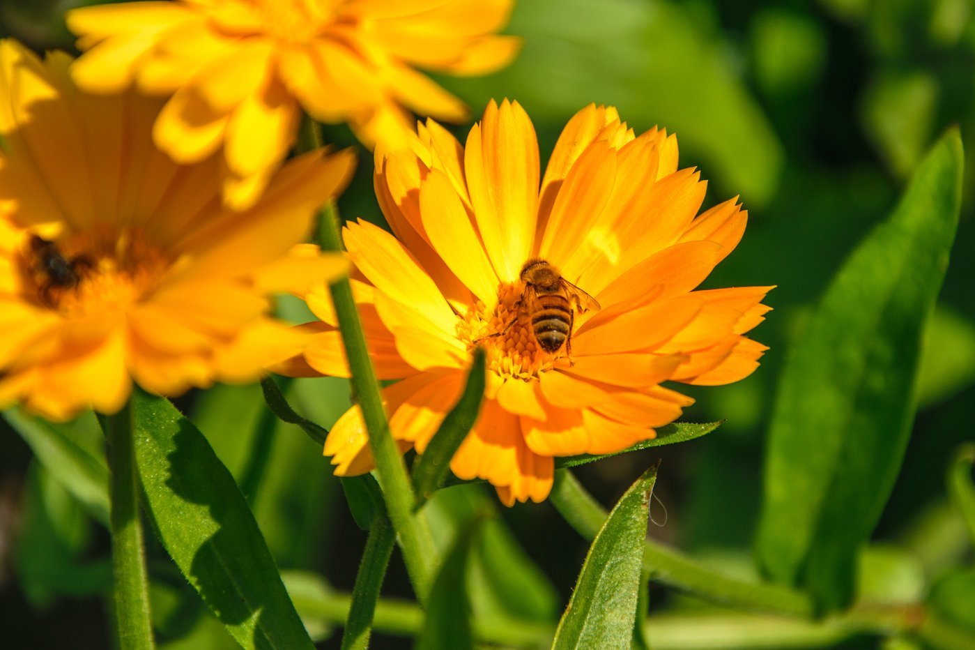 Biene auf einer Ringelblume