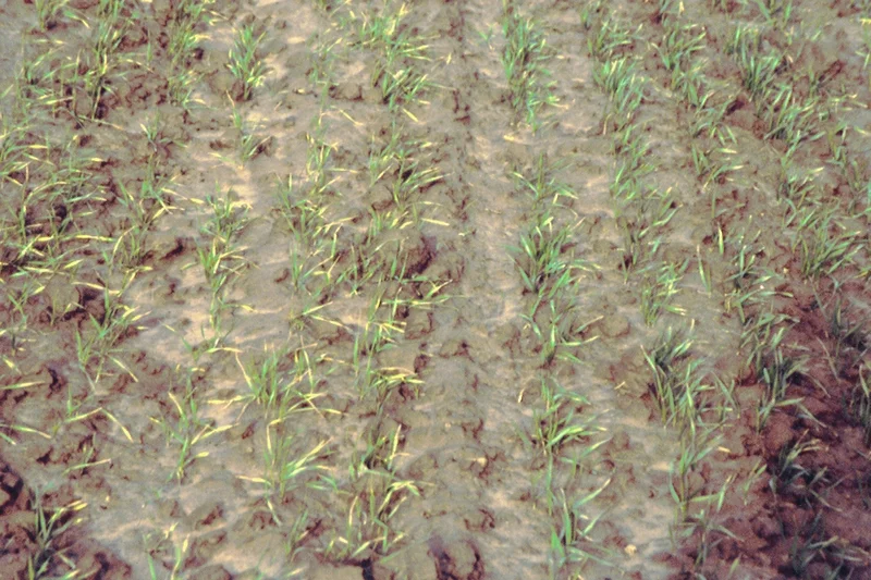 Keimlingsschäden von Septoria nodorum. Vergrößerung durch Klicken.