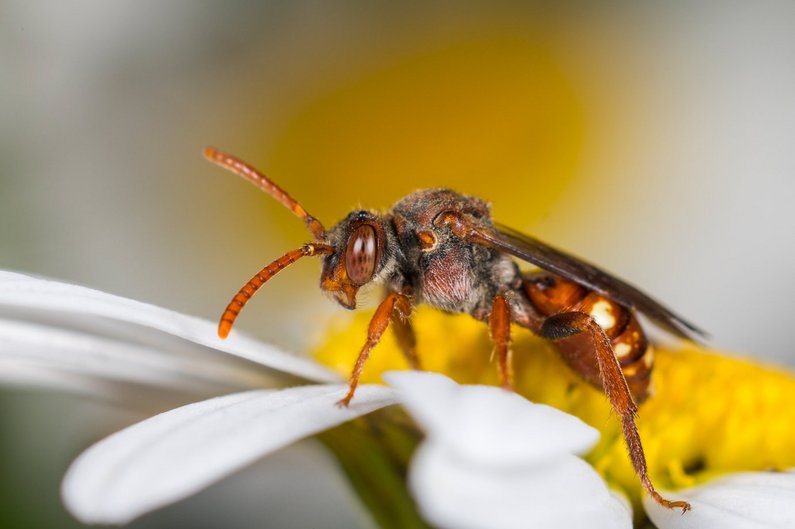 Weißfleckige Wespenbiene. Klick auf das Bild öffnet neue Seite auf oekolandbau.de