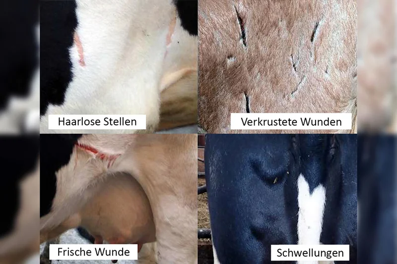 Unterschiedliche Hornschäden bei Milchkühen. Klick führt zu Großansicht im neuen Fenster.
