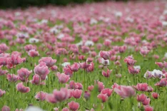 Regionale Wertschöpfungskette für Bio-Mohn