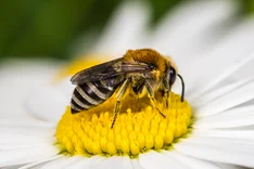 Rainfarn-Seidenbiene (Colletes similis SCHENCK, 1853)