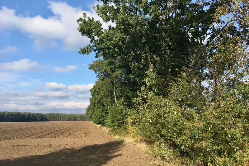 Agroforst