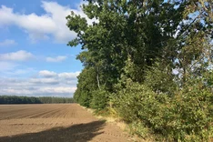 Vor- und Nachteile von Agroforstsystemen