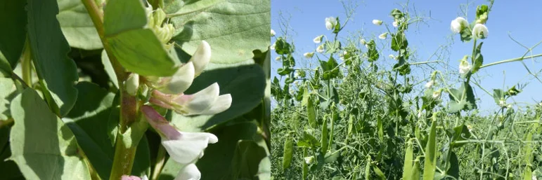 Ackerbohnen und Erbsen, Foto: Zerhusen-Bleche