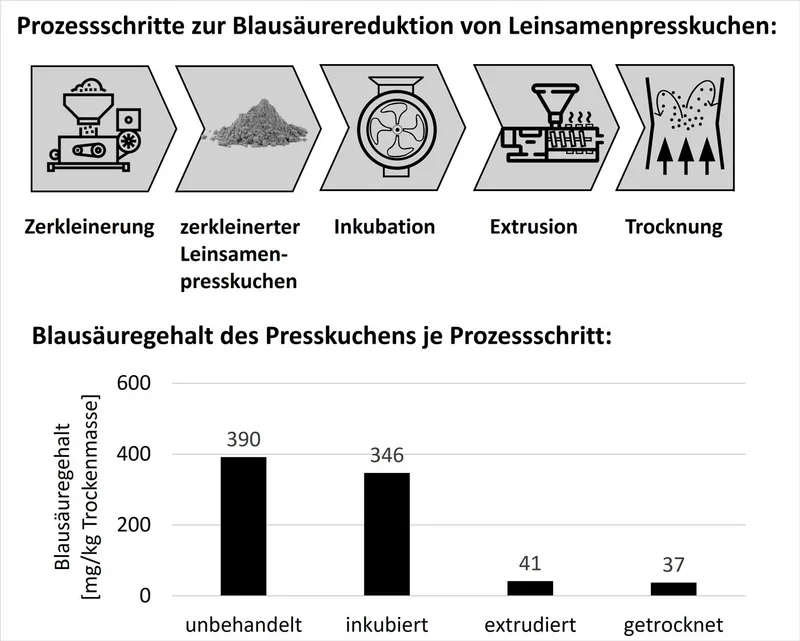 Infografik zu den Prozessschritten und Blausäuregehalten.